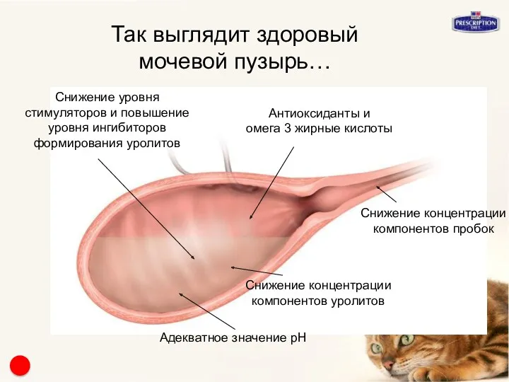 Так выглядит здоровый мочевой пузырь… Антиоксиданты и омега 3 жирные