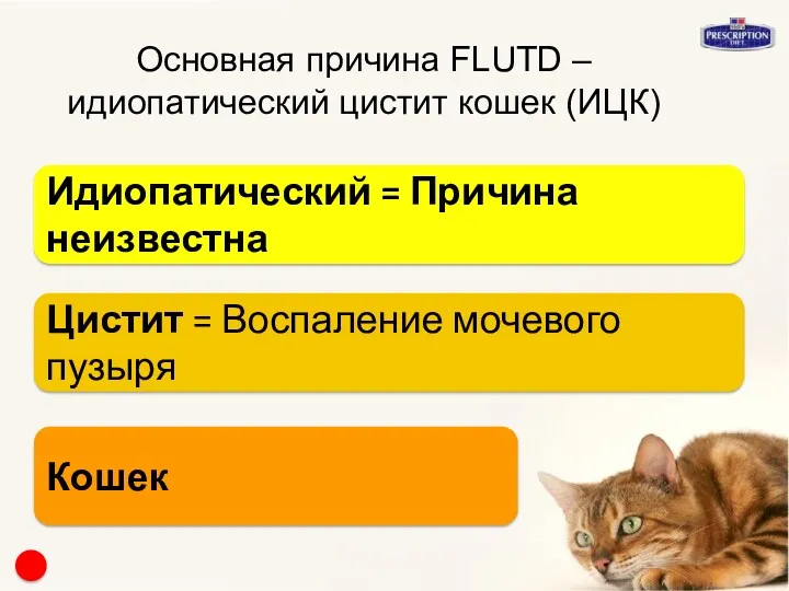 Основная причина FLUTD – идиопатический цистит кошек (ИЦК) Цистит = Воспаление мочевого пузыря
