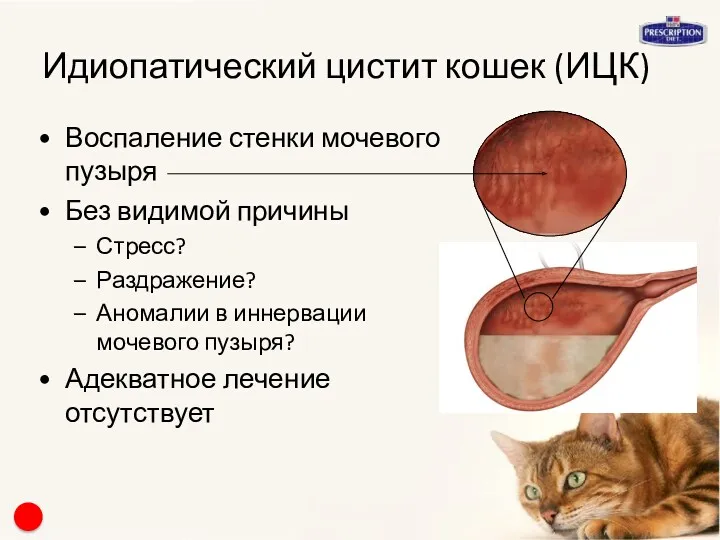 Идиопатический цистит кошек (ИЦК) Воспаление стенки мочевого пузыря Без видимой причины Стресс? Раздражение?