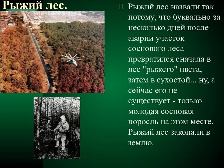 Рыжий лес. Рыжий лес назвали так потому, что буквально за