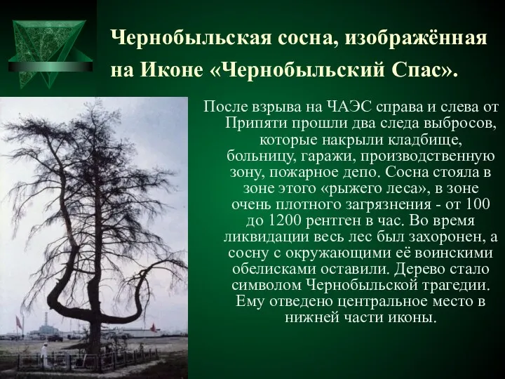 Чернобыльская сосна, изображённая на Иконе «Чернобыльский Спас». После взрыва на