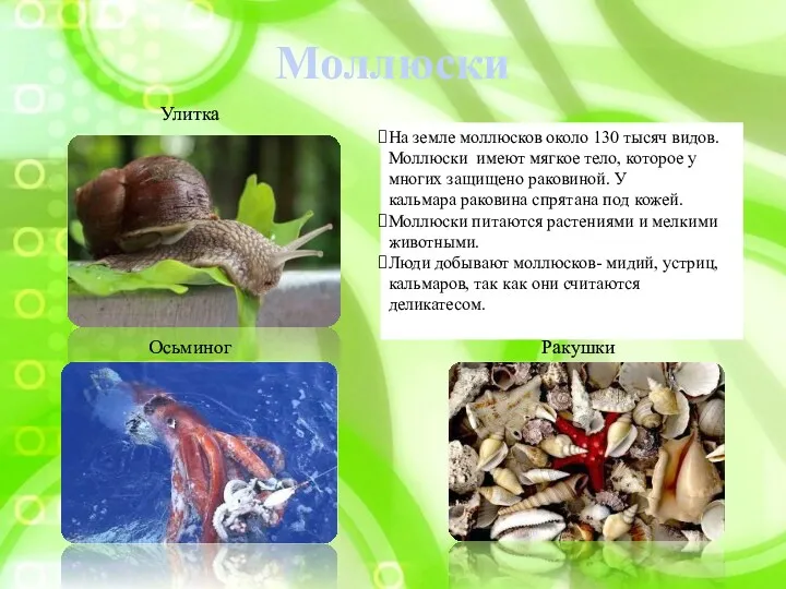 Моллюски На земле моллюсков около 130 тысяч видов. Моллюски имеют мягкое тело, которое
