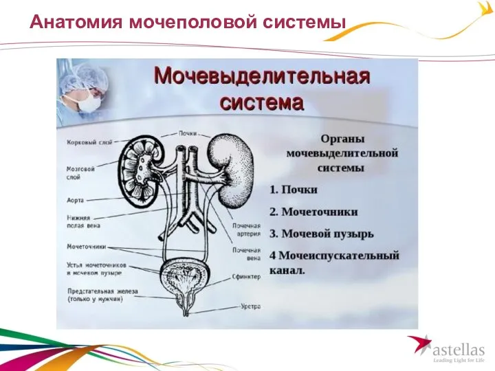 Анатомия мочеполовой системы