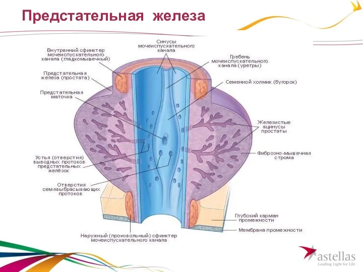 Предстательная железа