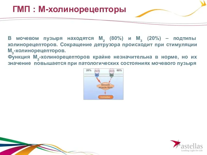 ГМП : М-холинорецепторы В мочевом пузыря находятся М2 (80%) и