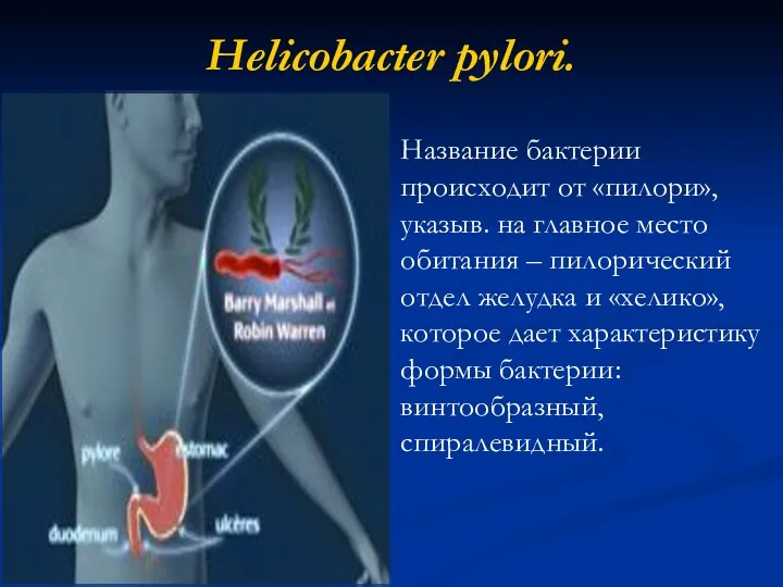 Helicobacter pylori. Название бактерии происходит от «пилори», указыв. на главное место обитания –