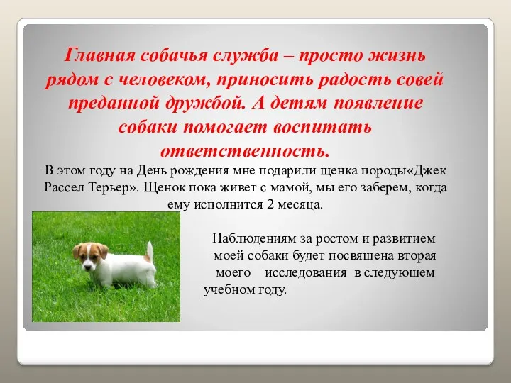 Главная собачья служба – просто жизнь рядом с человеком, приносить