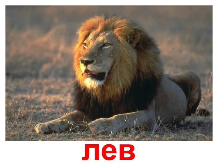 лев