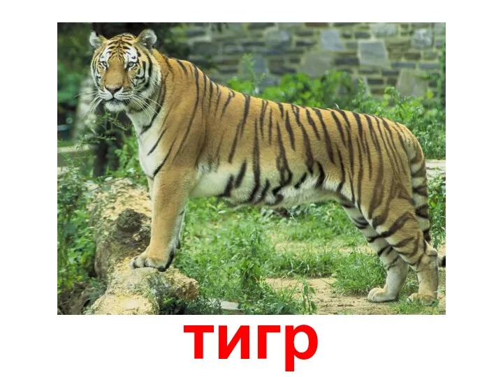 тигр