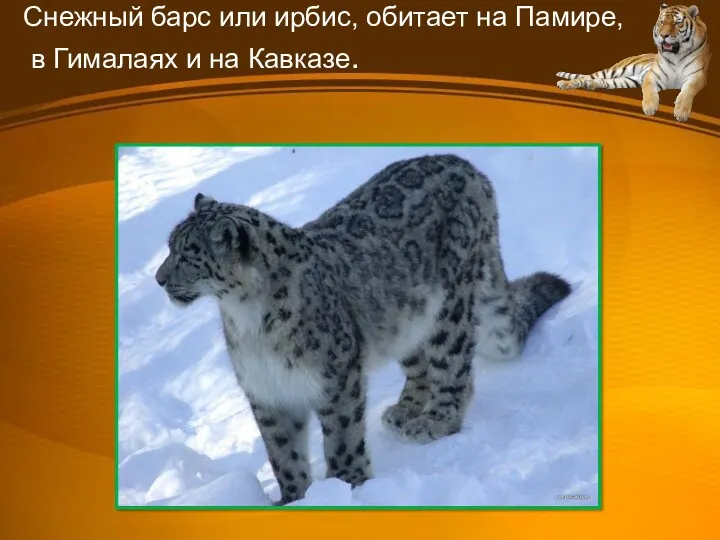 Снежный барс или ирбис, обитает на Памире, в Гималаях и на Кавказе.