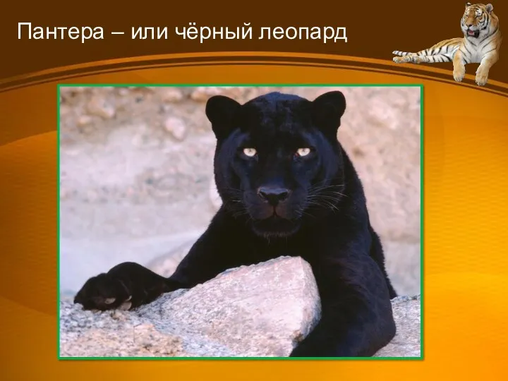 Пантера – или чёрный леопард