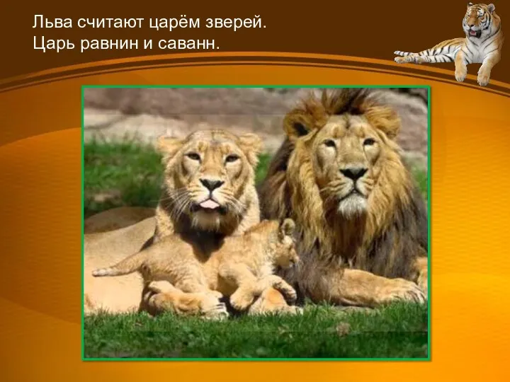 Льва считают царём зверей. Царь равнин и саванн.