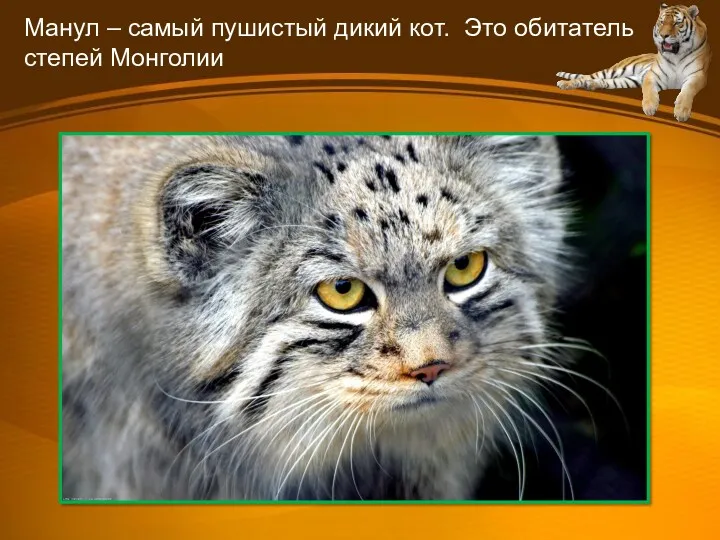 Манул – самый пушистый дикий кот. Это обитатель степей Монголии