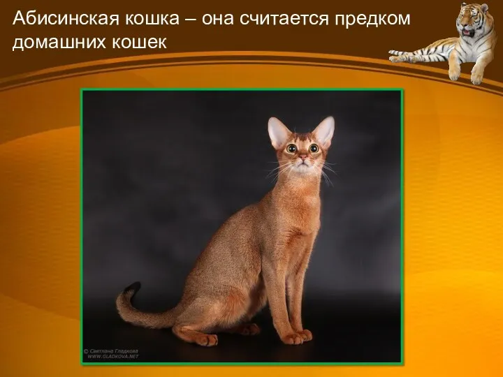 Абисинская кошка – она считается предком домашних кошек