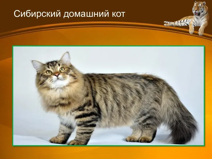 Сибирский домашний кот