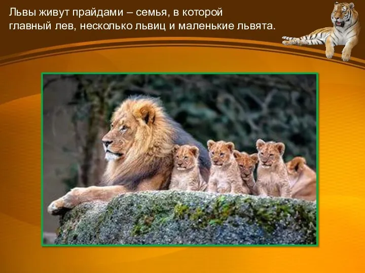 Львы живут прайдами – семья, в которой главный лев, несколько львиц и маленькие львята.