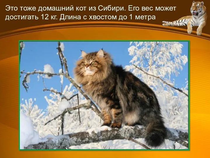 Это тоже домашний кот из Сибири. Его вес может достигать
