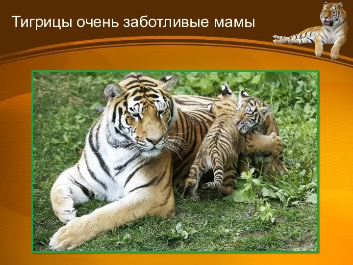 Тигрицы очень заботливые мамы