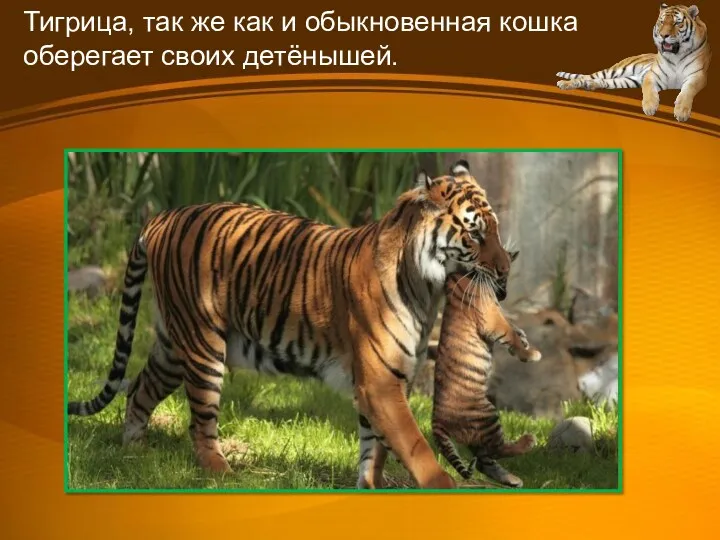 Тигрица, так же как и обыкновенная кошка оберегает своих детёнышей.