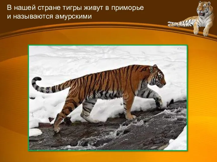 В нашей стране тигры живут в приморье и называются амурскими