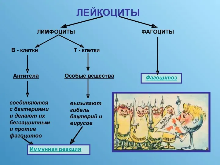 ЛЕЙКОЦИТЫ ЛИМФОЦИТЫ ФАГОЦИТЫ В - клетки Т - клетки Антитела Особые вещества соединяются