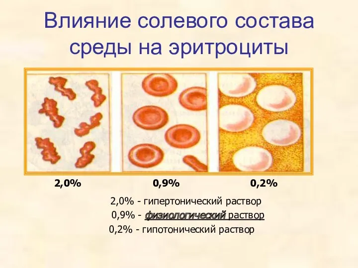 Влияние солевого состава среды на эритроциты 2,0% 0,9% 0,2% 2,0%