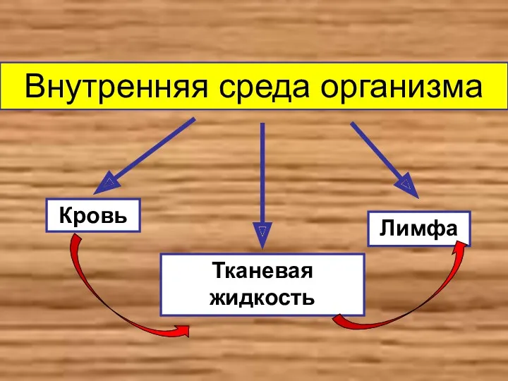 Кровь Тканевая жидкость Лимфа Внутренняя среда организма