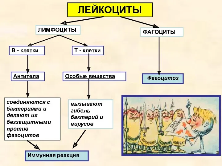 ЛЕЙКОЦИТЫ ЛИМФОЦИТЫ ФАГОЦИТЫ В - клетки Т - клетки Антитела