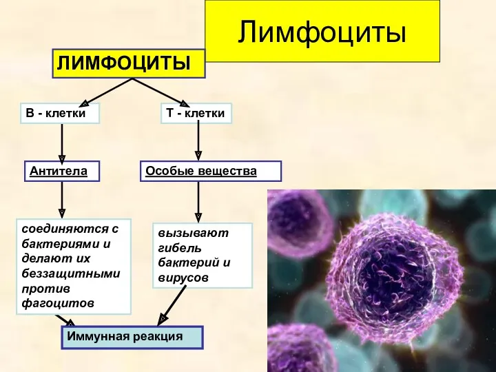 Лимфоциты ЛИМФОЦИТЫ В - клетки Т - клетки Антитела вызывают