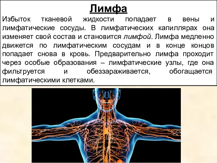 Лимфа Избыток тканевой жидкости попадает в вены и лимфатические сосуды.