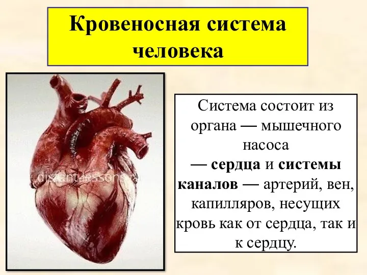 Система состоит из органа — мышечного насоса — сердца и