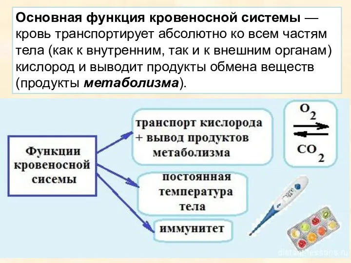 Основная функция кровеносной системы — кровь транспортирует абсолютно ко всем