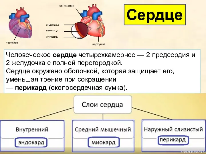 Сердце Человеческое сердце четырехкамерное — 2 предсердия и 2 желудочка