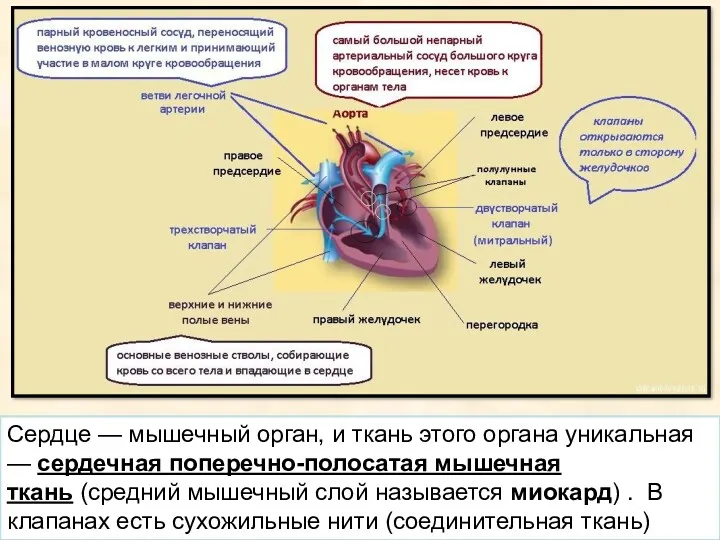 Сердце — мышечный орган, и ткань этого органа уникальная —