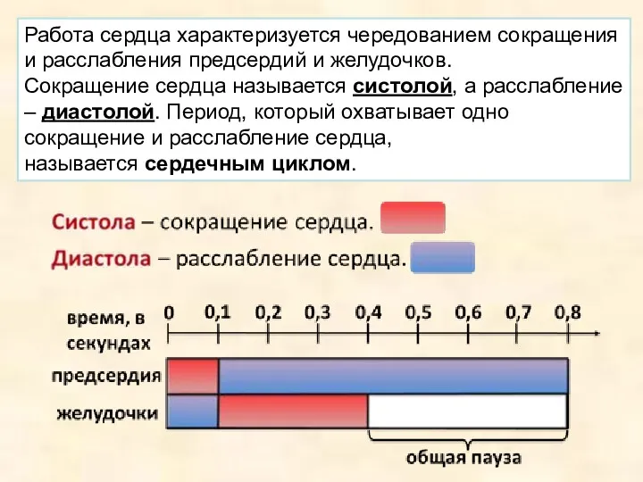 Работа сердца характеризуется чередованием сокращения и расслабления предсердий и желудочков.