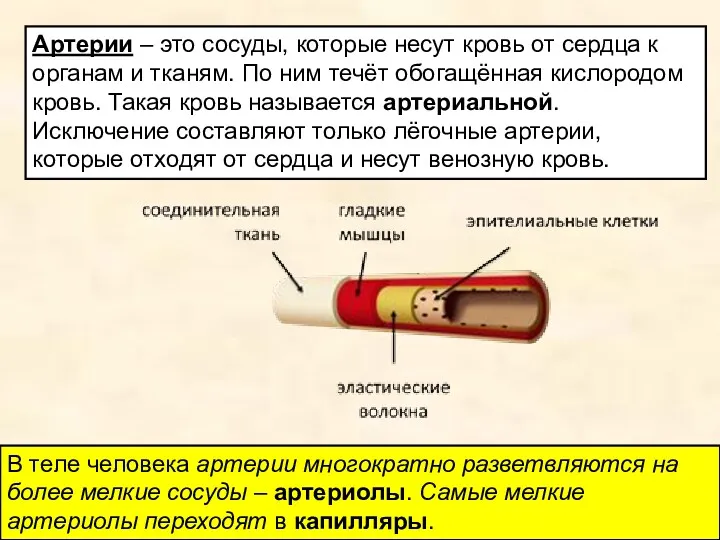 Артерии – это сосуды, которые несут кровь от сердца к