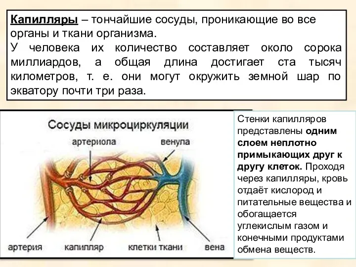 Капилляры – тончайшие сосуды, проникающие во все органы и ткани