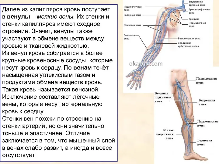 Далее из капилляров кровь поступает в венулы – мелкие вены.