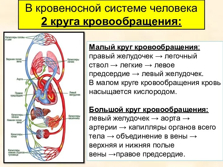 В кровеносной системе человека 2 круга кровообращения: Малый круг кровообращения: