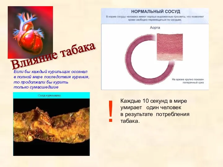 Влияние табака Если бы каждый курильщик осознал в полной мере