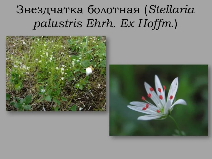 Звездчатка болотная (Stellaria palustris Ehrh. Ex Hoffm.)