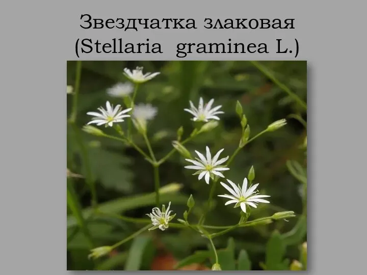 Звездчатка злаковая (Stellaria graminea L.)