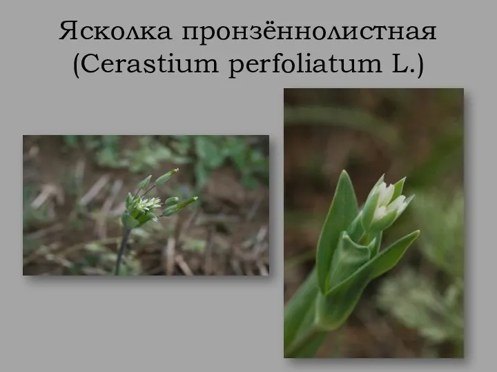 Ясколка пронзённолистная (Cerastium perfoliatum L.)