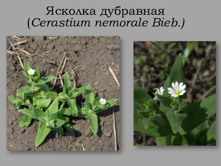 Ясколка дубравная (Cerastium nemorale Bieb.)