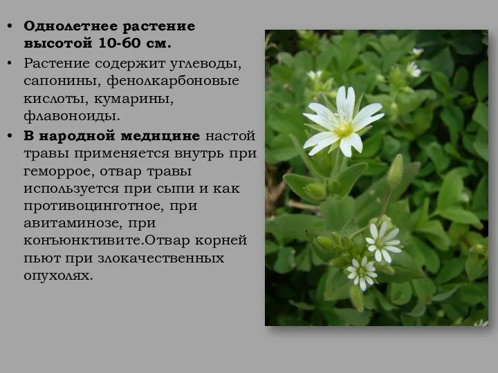 Однолетнее растение высотой 10-60 см. Растение содержит углеводы, сапонины, фенолкарбоновые