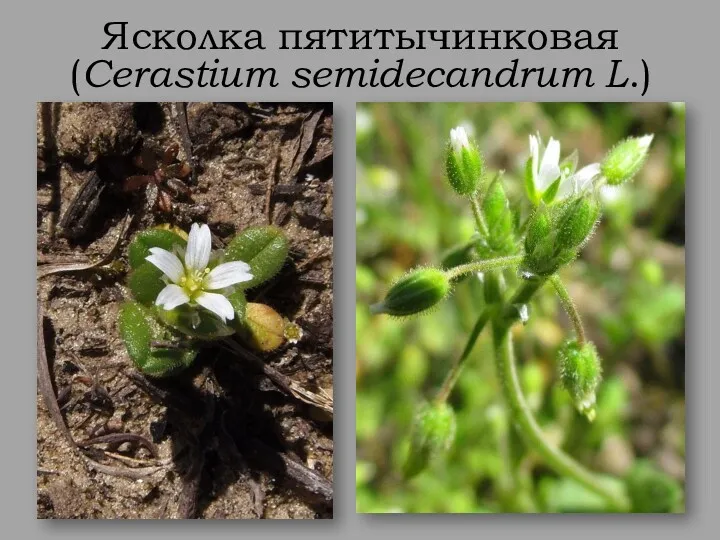 Ясколка пятитычинковая (Cerastium semidecandrum L.)