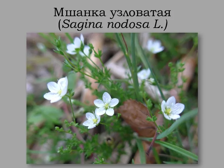 Мшанка узловатая (Sagina nodosa L.)