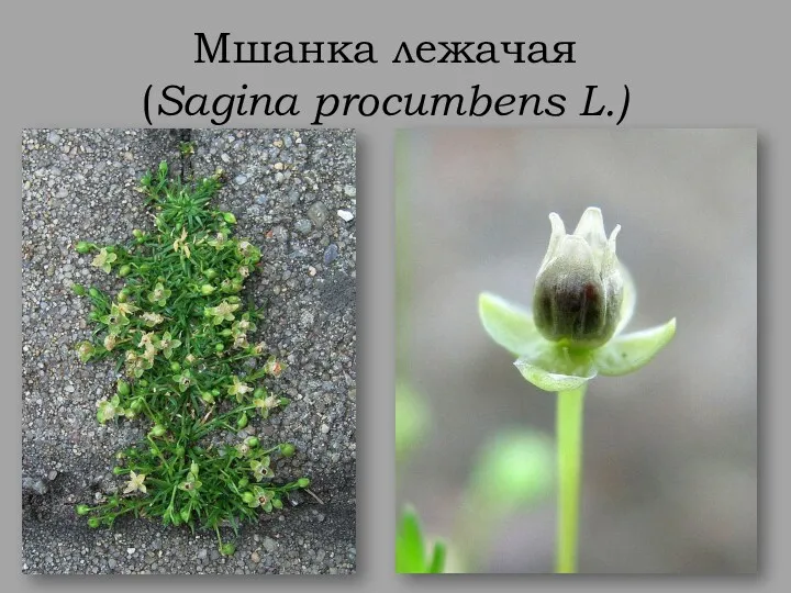 Мшанка лежачая (Sagina procumbens L.)