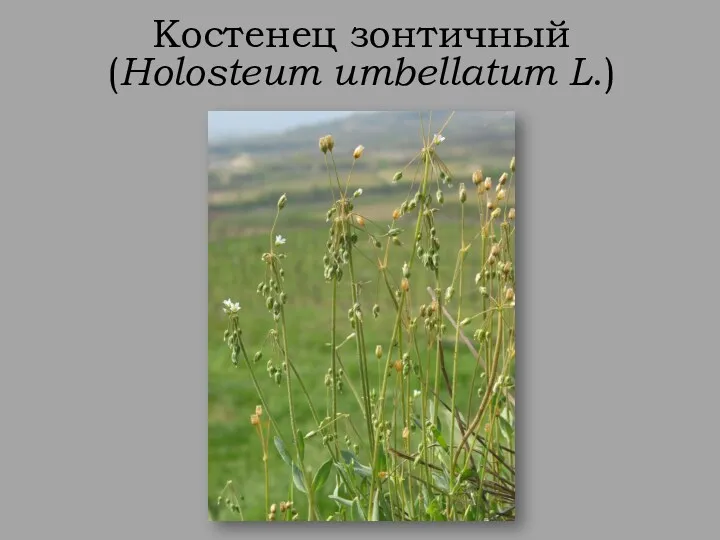 Костенец зонтичный (Holosteum umbellatum L.)