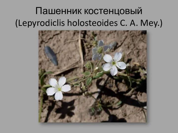 Пашенник костенцовый (Lepyrodiclis holosteoides C. A. Mey.)